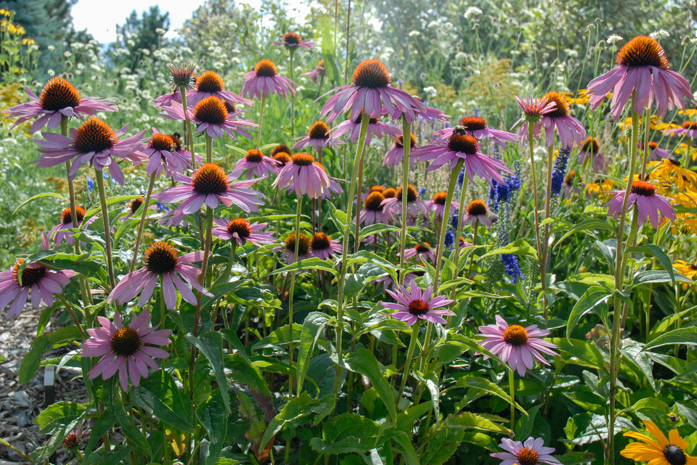 Purple Coneflower